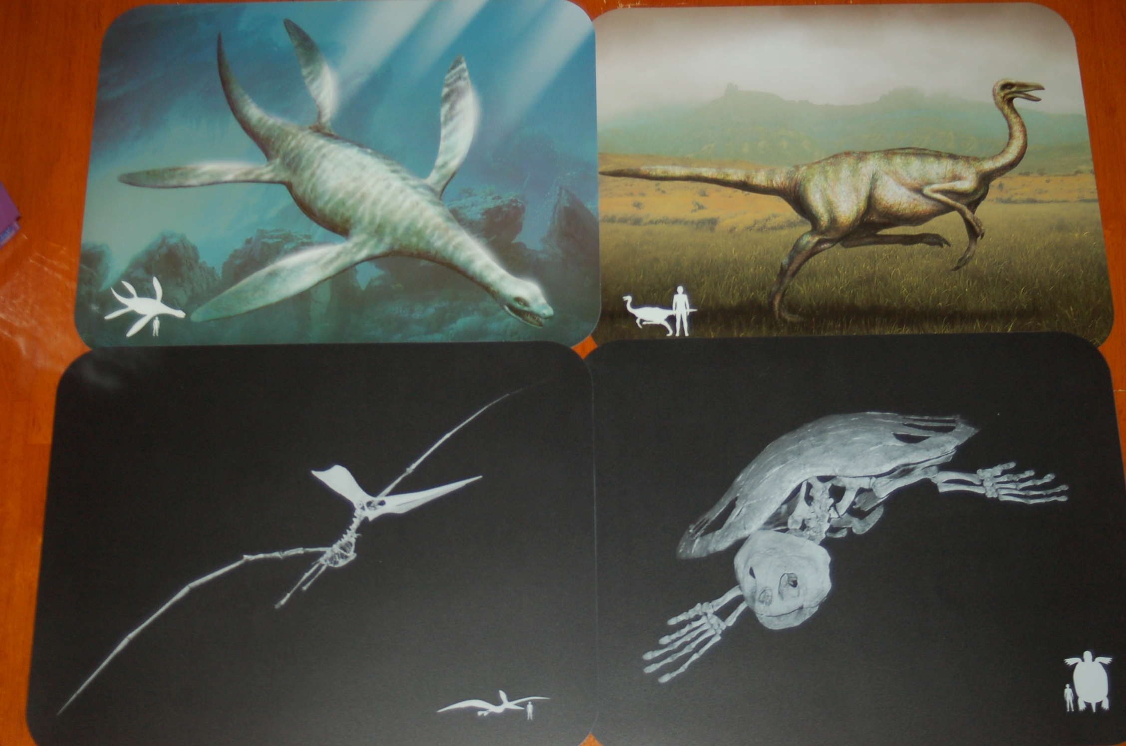 What's Inside Dinosaurs X-ray Science Cards for Kids