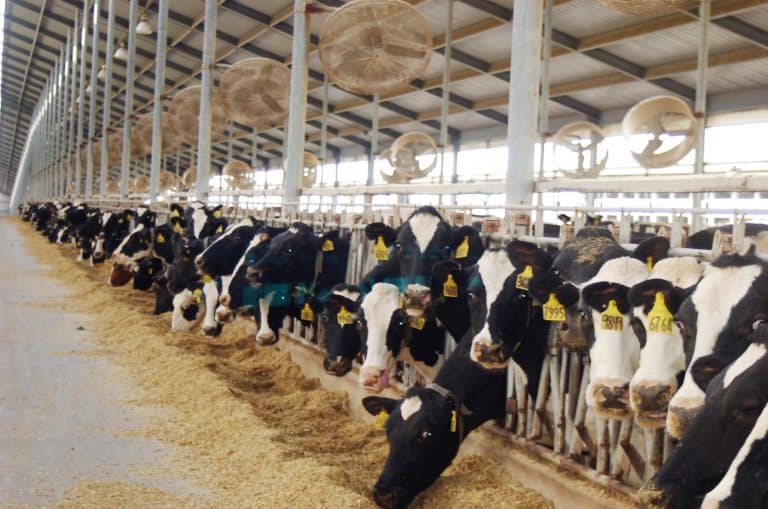 Visiting a Dairy Farm in Iowa