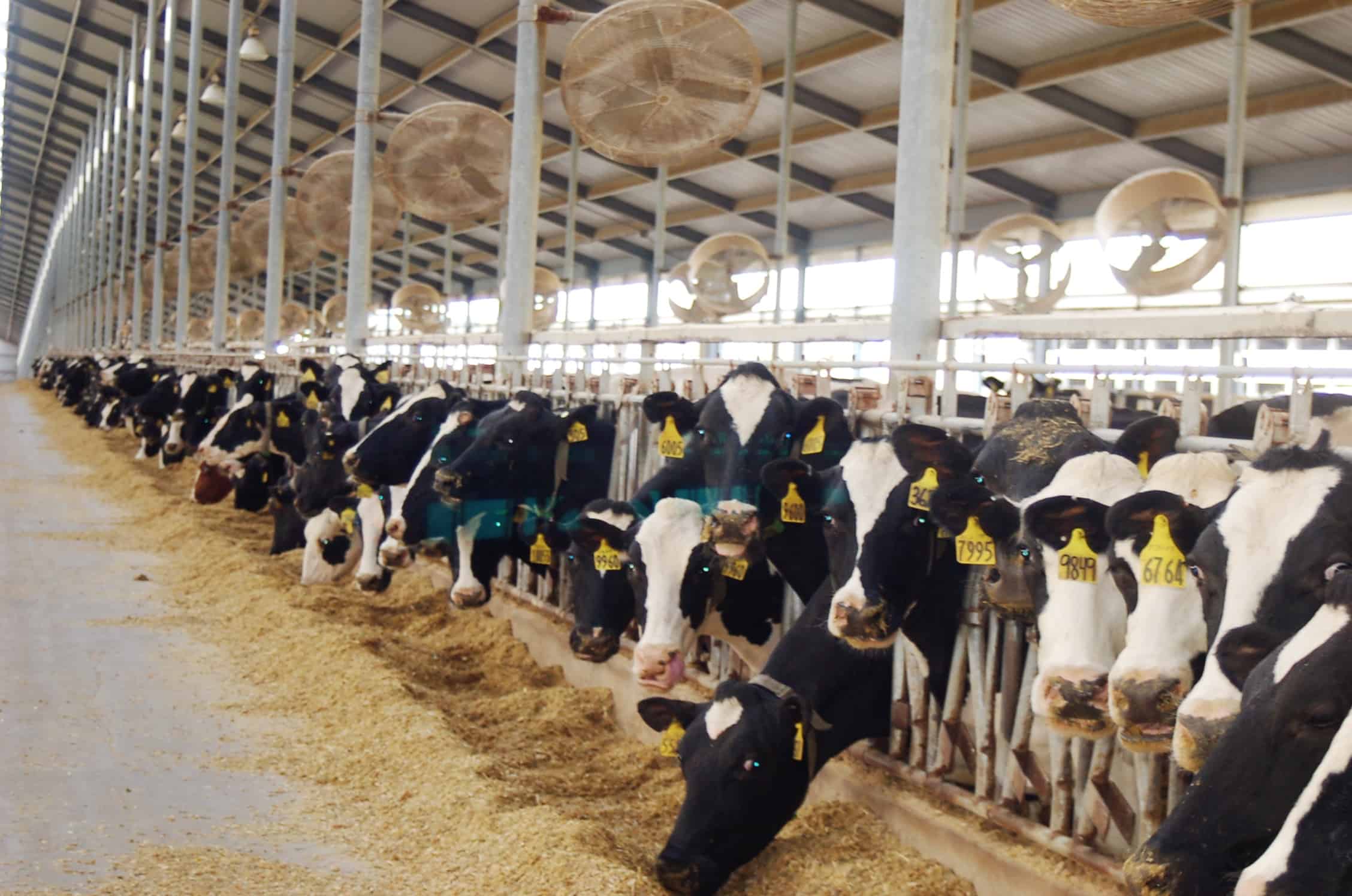 Visiting A Dairy Farm In Iowa