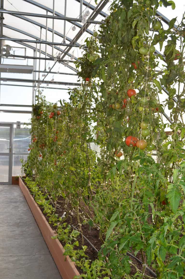 My Trip to the Hydroponics Garden at Farmtek Greenhouse