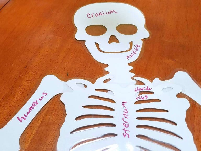 Learning About Skeletons & Bones School Activities