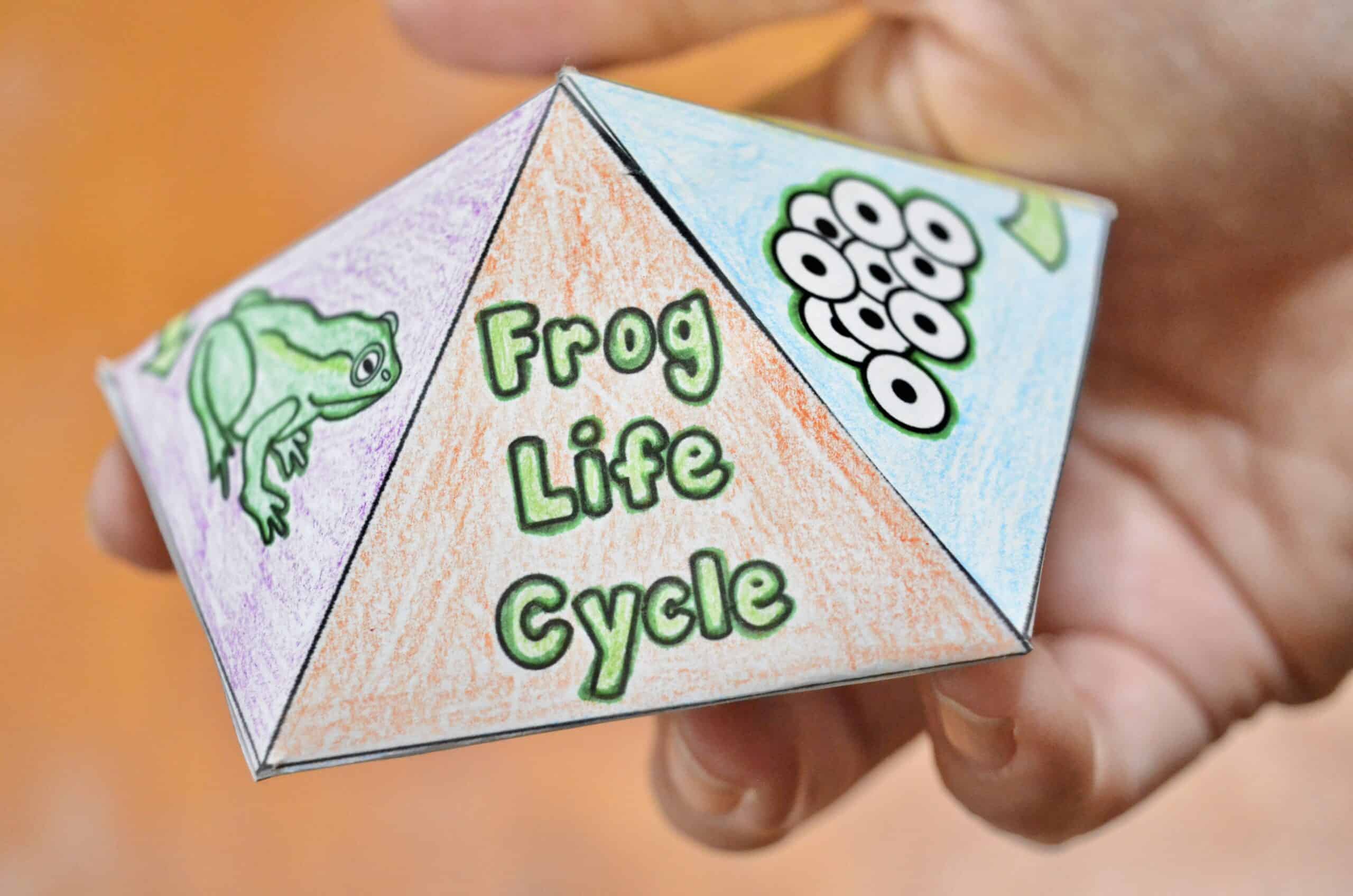 life-cycle-of-a-frog-craft-mrs-mcginnis-little-zizzers