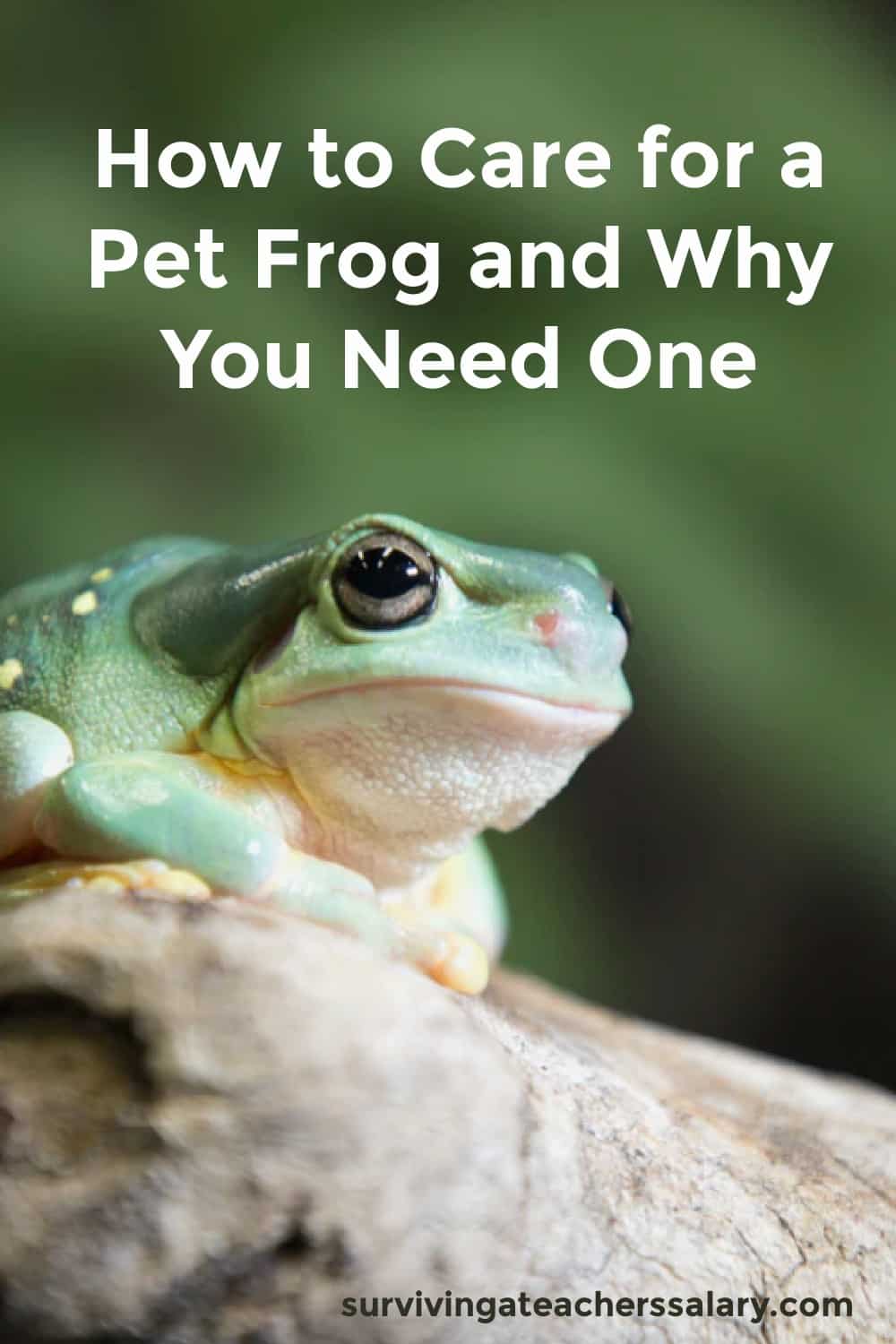 How to Care for a Pet Frog and Why You Need One